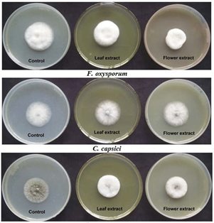 Antifungal Assay