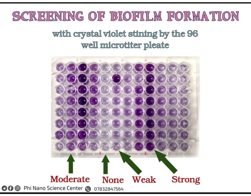 Biofilm