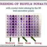 Biofilm