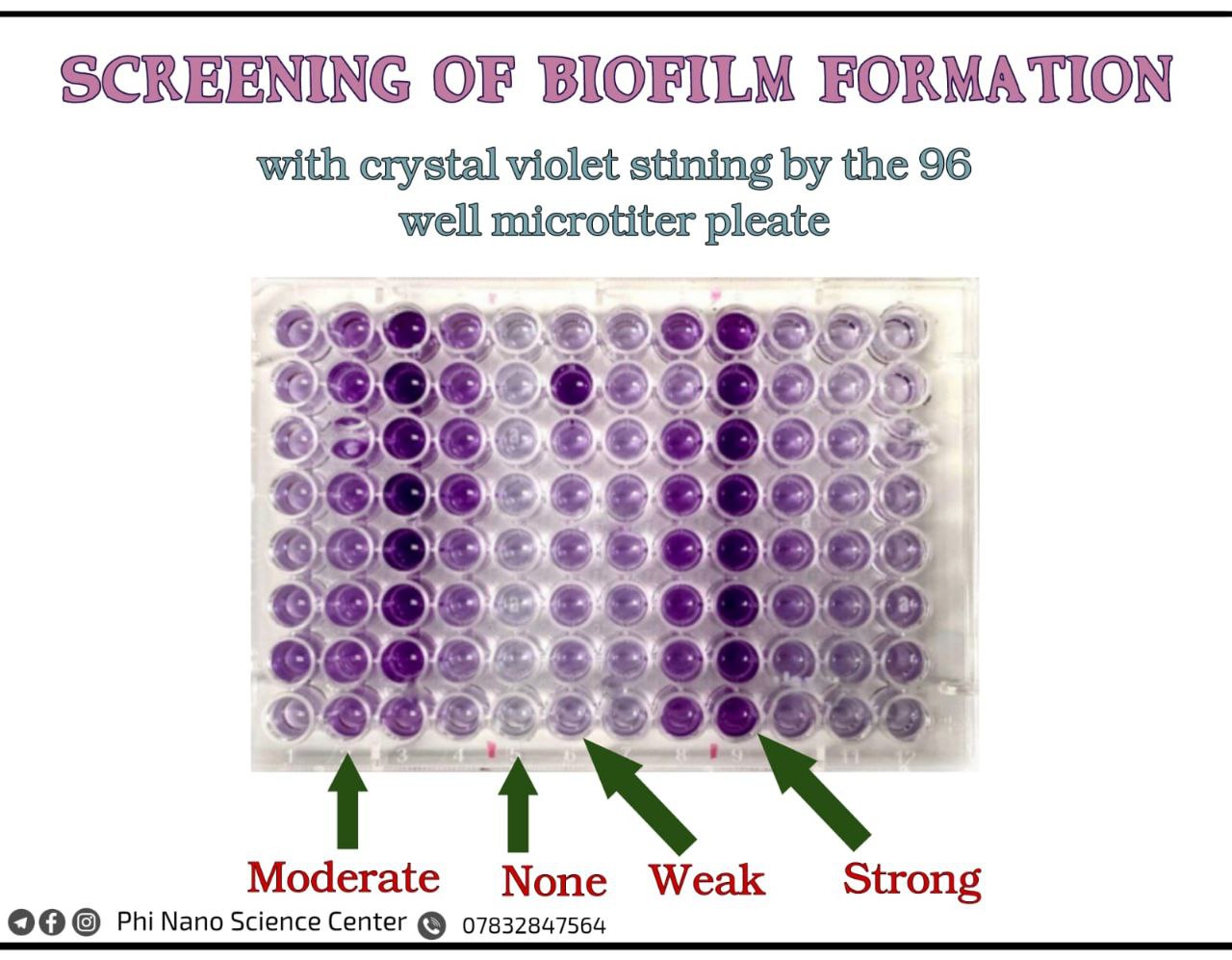 Biofilm